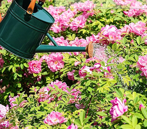 Galvanized steel watering can with a detachable spout