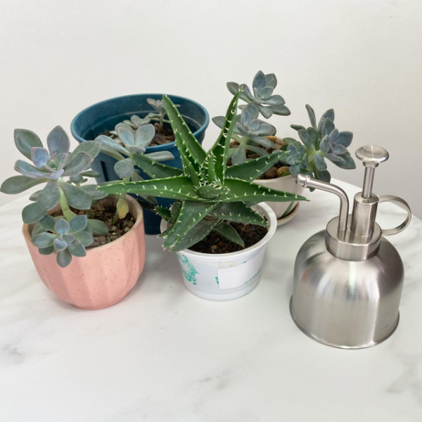 Stainless steel indoor plant care mister