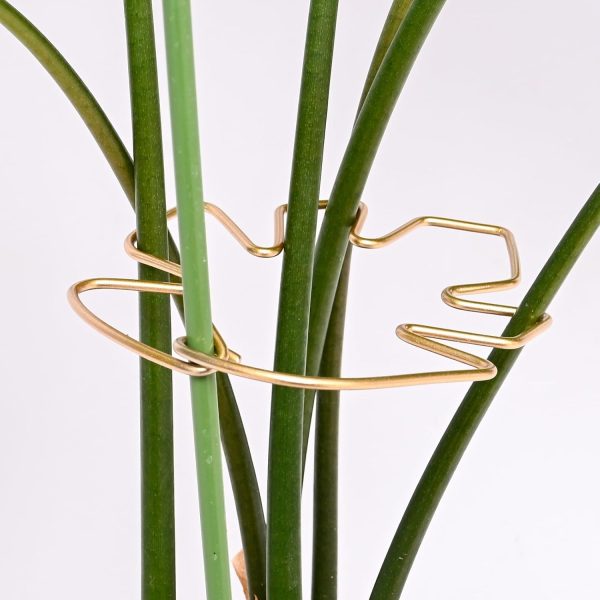 5 piece set of stem support clips for Monstera (Swiss Cheese Plant) and other indoor plants