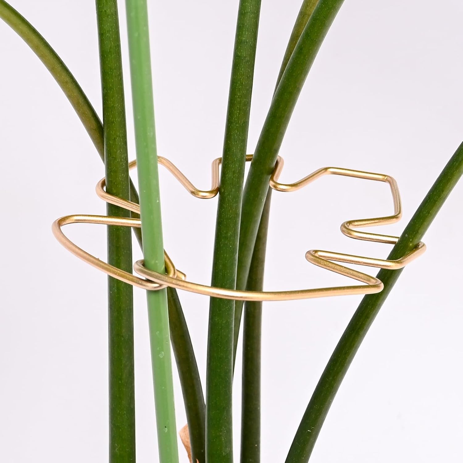 5 piece set of stem support clips for Monstera (Swiss Cheese Plant) and other indoor plants