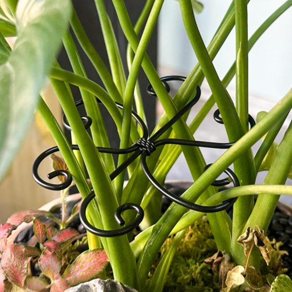 4 piece set of metal indoor plant support rings for stems and foliage of climbing plants like Monstera